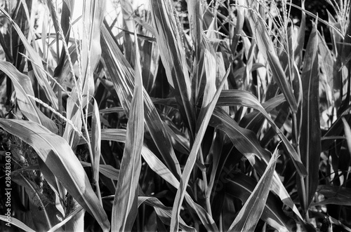 A black and white film photo of corn in the garden. B&W Grain plant pattern in the field