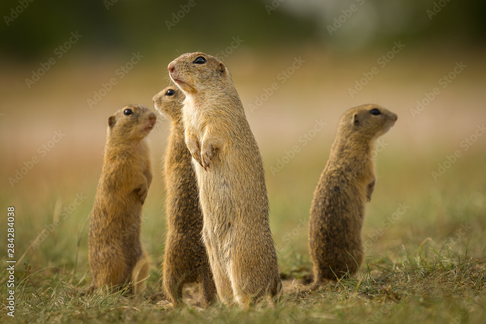 Fototapeta premium Ground squirrel in their natural environment. Wildlife shot of a very curious animals.