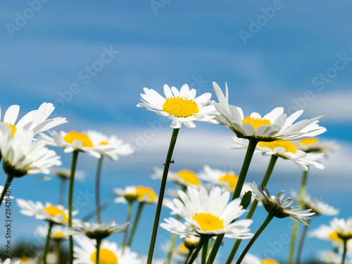 lots of white daisy flowers in green meadow in summer, close up © ANDA