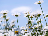 beautiful white daisies, blue sky