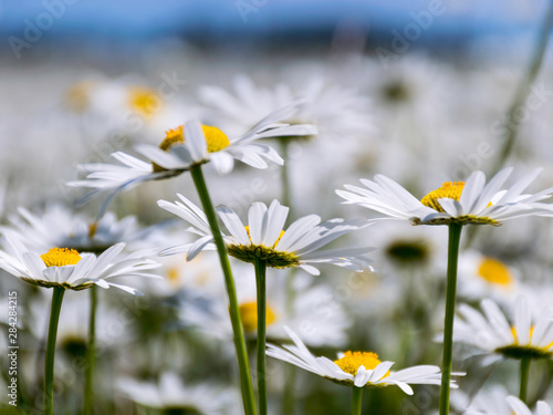 lots of white daisy flowers in green meadow in summer, close up