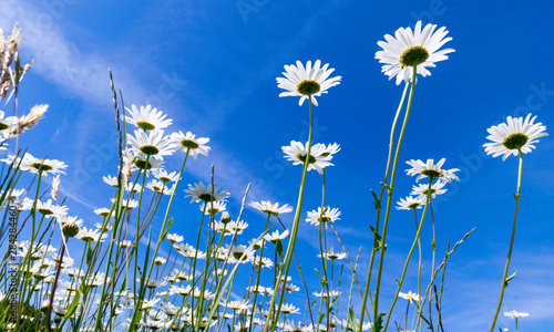 beautiful white daisies, blue sky © ANDA