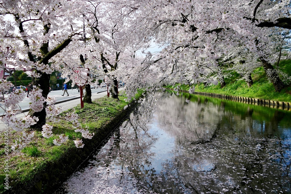 《弘前公園の桜》青森県弘前市 《弘前公園の桜》青森県弘前市