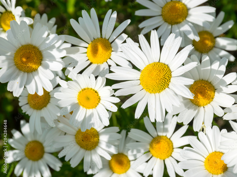 Very lovely blossom white daisy flowers background. Very lovely blossom white daisy flowers background.