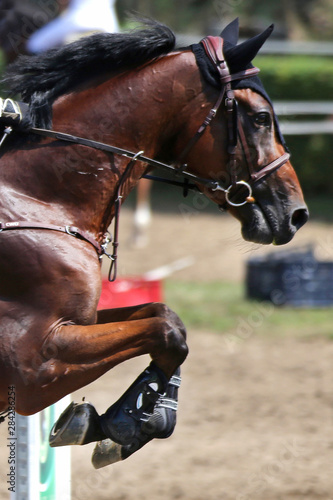 Show jumper horse and rider performing jump at show jumping training. Selective focus © acceptfoto
