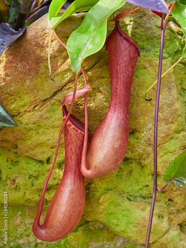 Pitcher Pants of the Family Nepenthaceae, genus Nepenthes, a Carnivorous epiphyte Plant seen at the St Andrews Botanical Gardens in Fife, Scotland.