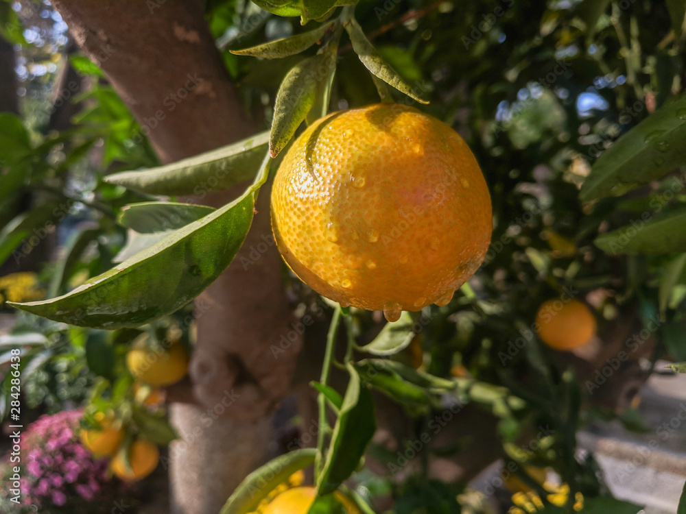 Juicy Organic Lemons Grown in the Garden
