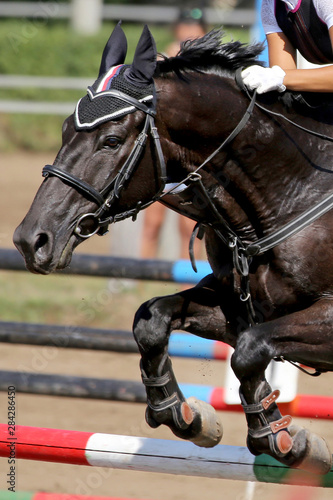Head of a beautiful young sport horse at racecourse during show jumping training © acceptfoto