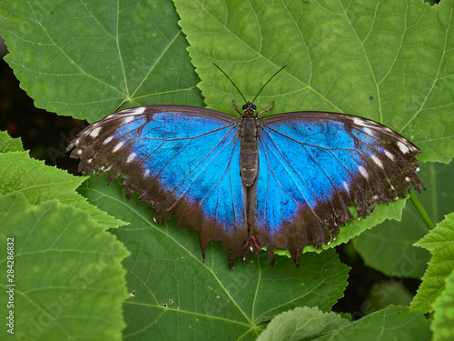 A Blue Morpho Butterfly, Morpho peleides, with open wings on a leaf in The Butterfly House in St Andrews, Fife, Scotland.