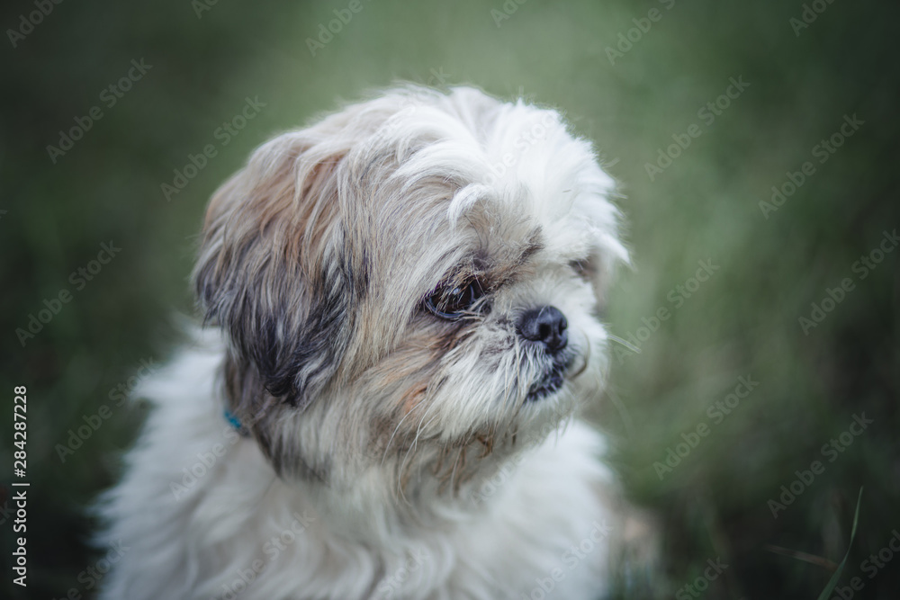 Shih Tzu Shih Tzu