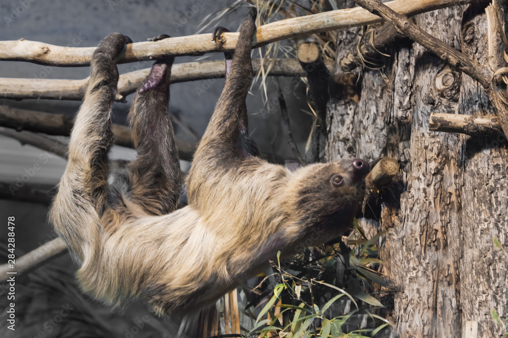 Fototapeta premium sloth hanging on a branch, close-up, a symbol of slowness and idleness