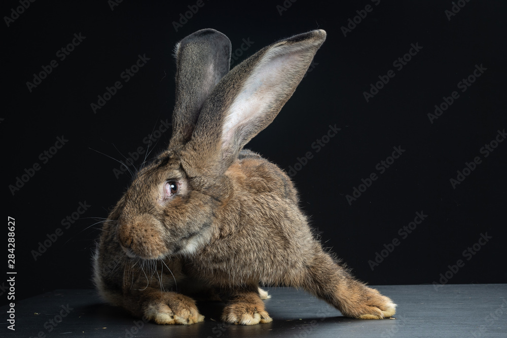 Obraz premium Coniglio gigante di Fiandra,