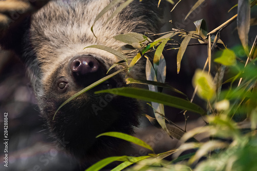  sloth hanging on a branch, close-up, a symbol of slowness and idleness photo