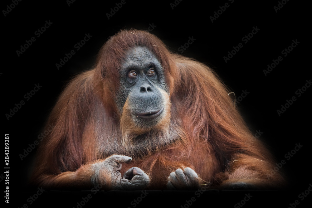 Fototapeta premium boss or chairman. Face a smart orangutan isolated on black background
