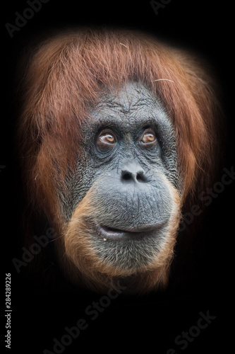 thoughtfulness and cunning plan. Face  a smart orangutan isolated on black background © Mikhail Semenov