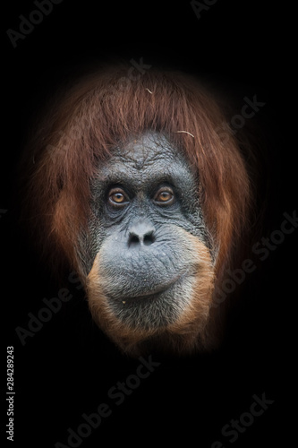 Experienced and ironic, grin. Face a smart orangutan isolated on black background