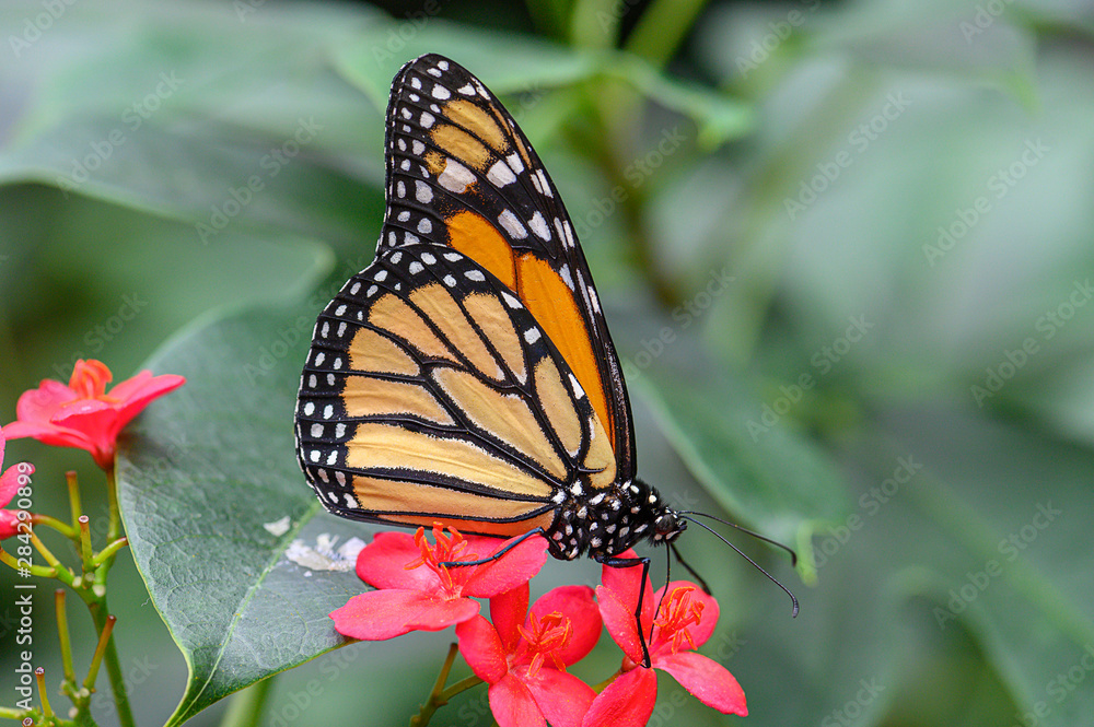 Obraz premium monarchfalter
