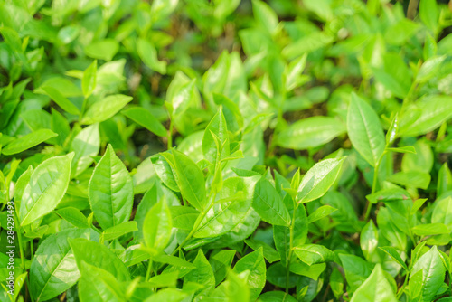 Wallpaper Mural Fresh green tea leaves and buds in a tea plantation in morning Torontodigital.ca