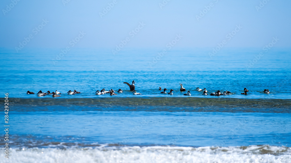 Eider ducks enjoying sunshine on the ocean with a wave about to break in the foreground.