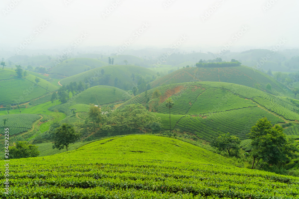 Tea plantation in Phu Tho, Vietnam