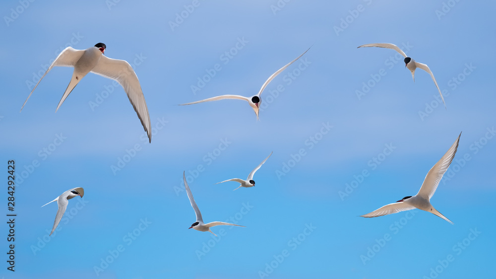 Obraz premium Arctic terns flying in a blue sky