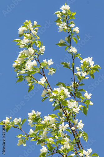 White flowers of an apple tree with green leaves against a blue sky.