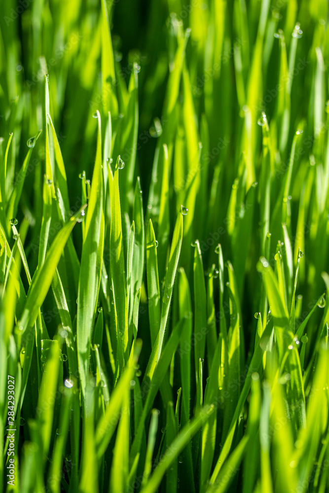 green grass in the sun, bokeh background of raindrops green grass in the sun, bokeh background of raindrops