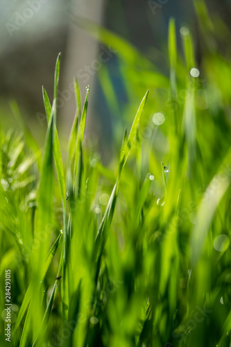 green grass in the sun  bokeh background of raindrops