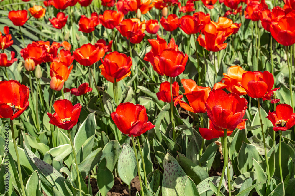 Flowers red tulips, field of flowers, spring landscape. Flowers red tulips, field of flowers, spring landscape.