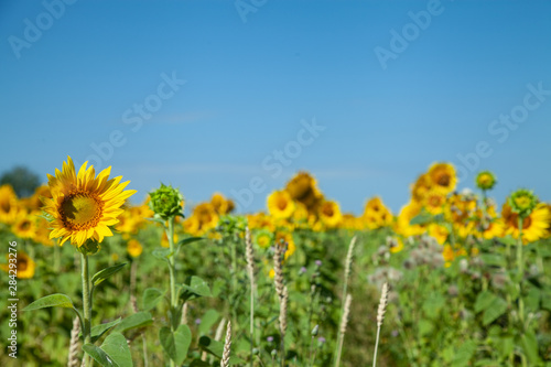 A field of blooming sunflowers under a blue sky on a sunny day with copy space