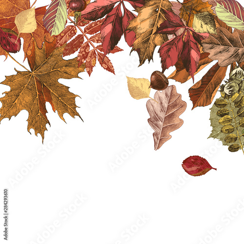 Background with hand drawn colorful autumn leaves photo
