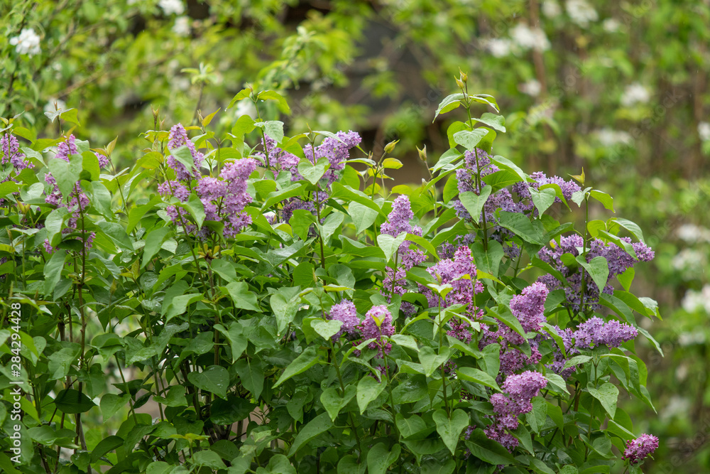 Purple flowers are lilac in green foliage of trees. Purple flowers are lilac in green foliage of trees.