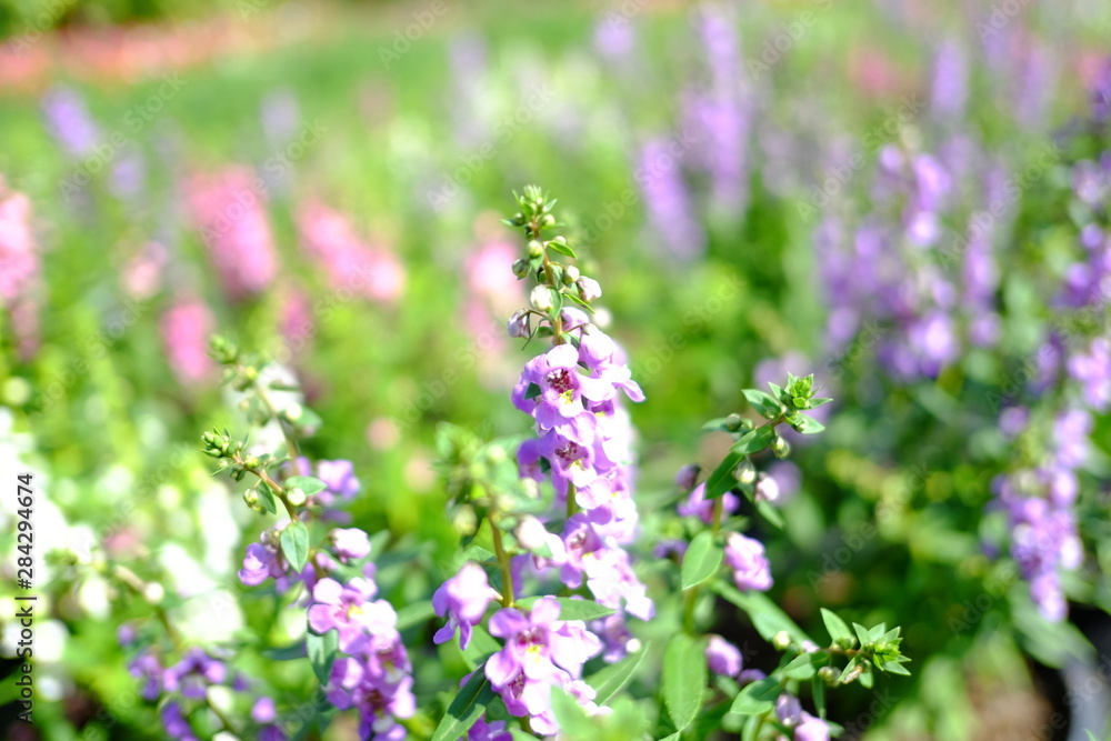 Beautiful flowers blooming in garden Beautiful flowers blooming in garden