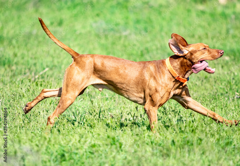 The hunting red dog runs on a green grass. Summer green meadow. The hunting red dog runs on a green grass. Summer green meadow.