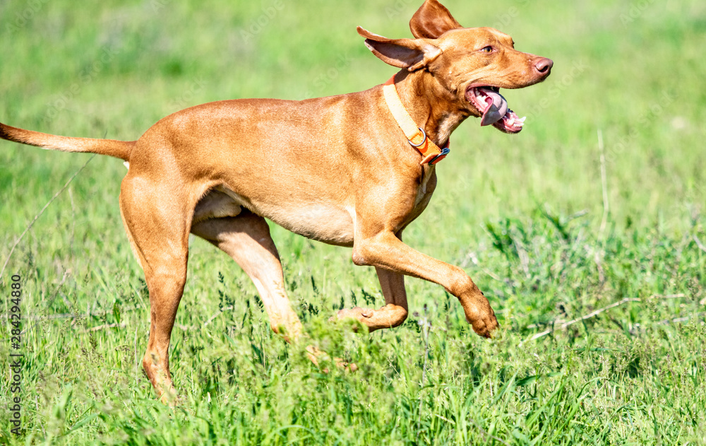 The hunting red dog runs on a green grass. Summer green meadow.