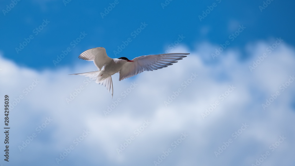 Arctic tern flying in a blue sky with clouds showing his wings and plumage