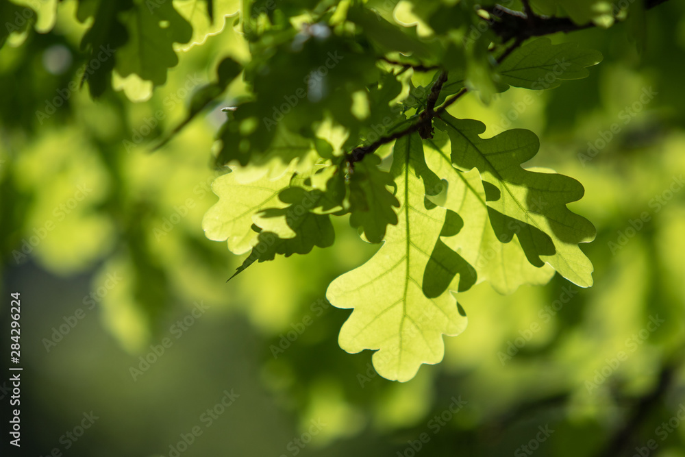 Green leaf of a tree with a sun flare on the tree, closeup. Green leaf of a tree with a sun flare on the tree, closeup.