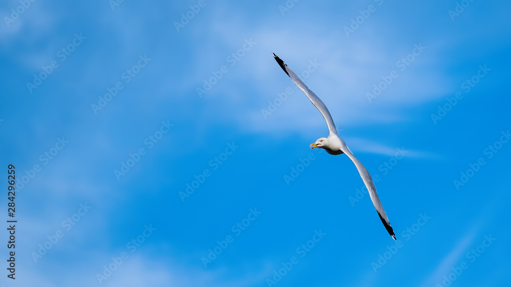 Herring gull flying in a blue sky with wings outstretched Herring gull flying in a blue sky with wings outstretched