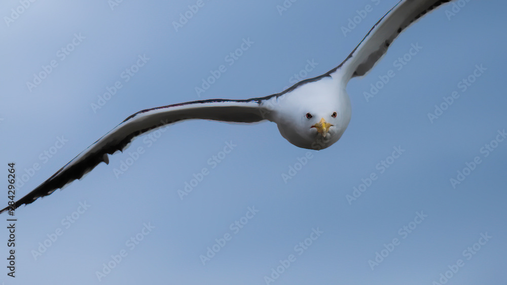 Great black backed gull diving out of the sky in a threatening manner to protect chicks Great black backed gull diving out of the sky in a threatening manner to protect chicks