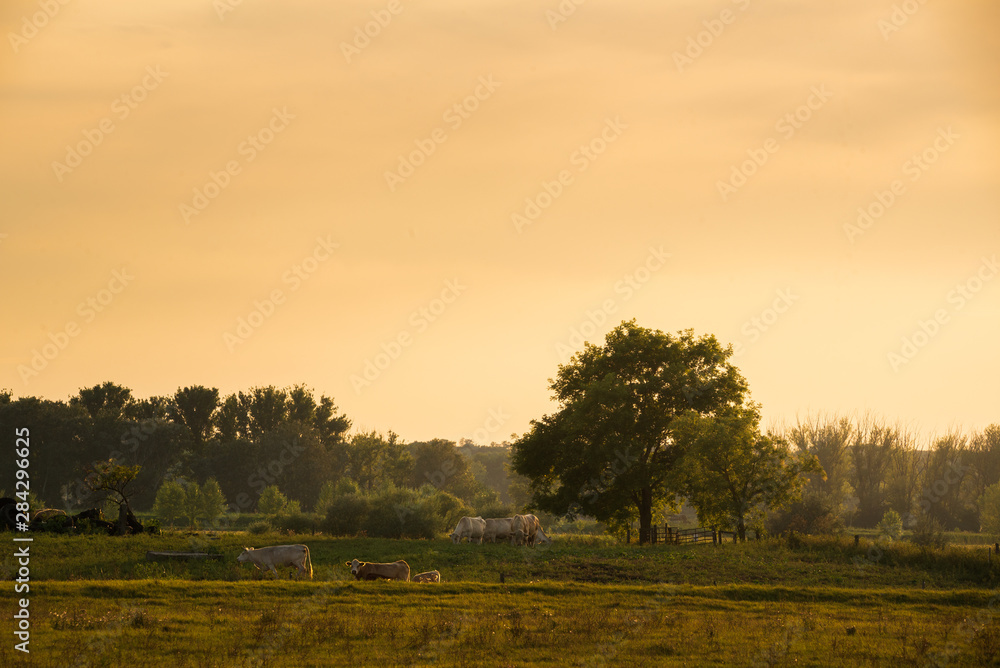 Cows on pasture at sunset