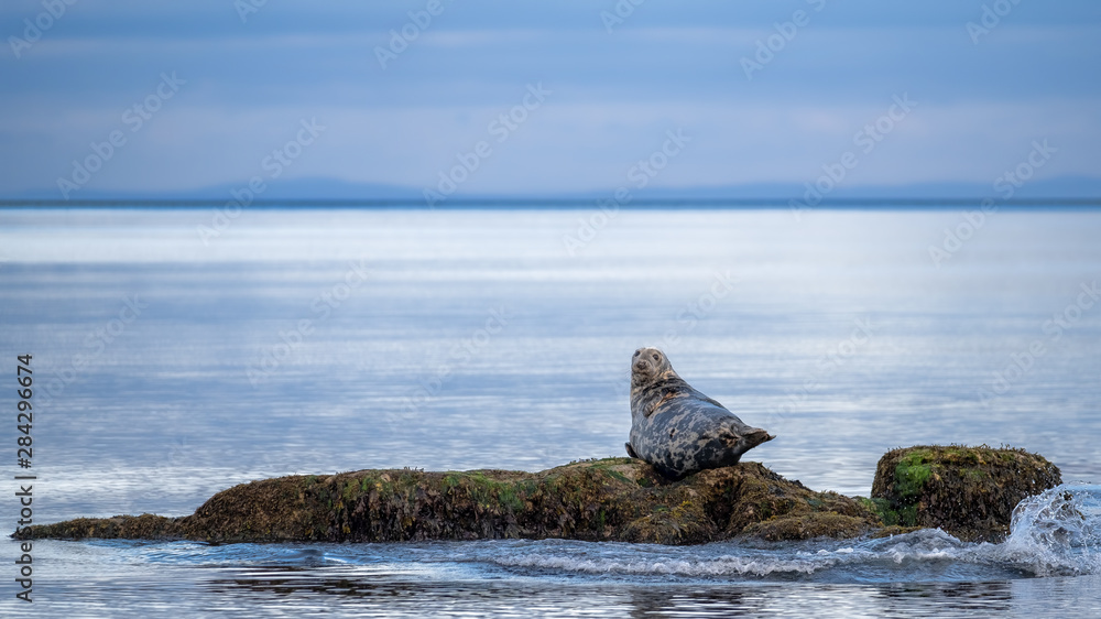 Grey seal bull enjoying late evening light on a rock in the Moray Firth along the Sutherland coast near Brora