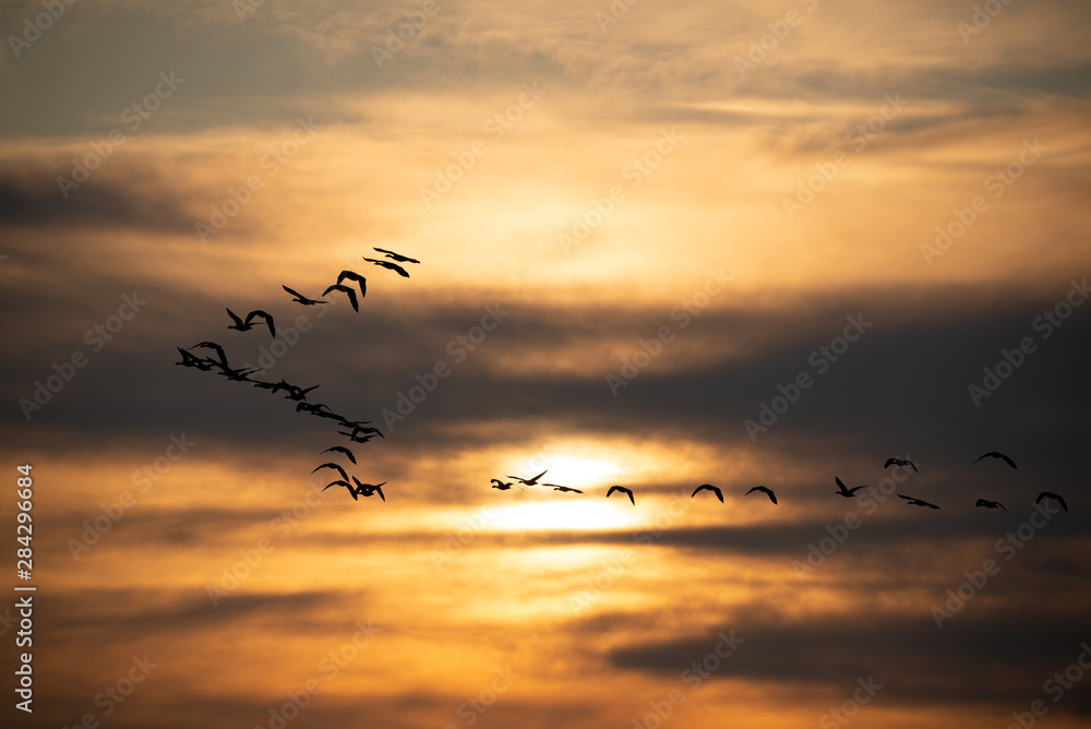 Obraz premium Flock of geese flying at sunset