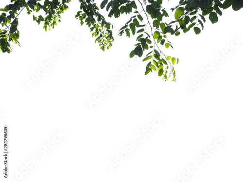 Isolated foreground green leaves on white background