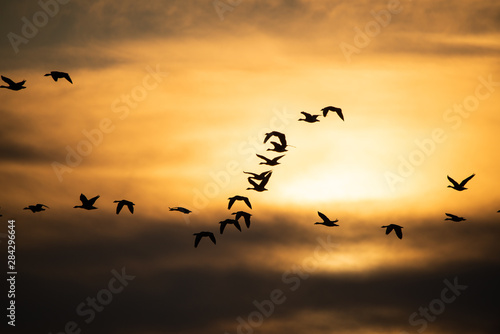 Flock of geese flying at sunset