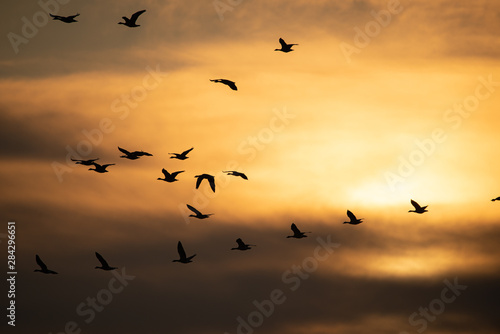 Flock of geese flying at sunset