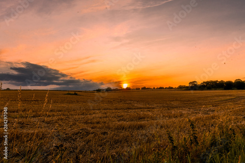 sunset over wheat field