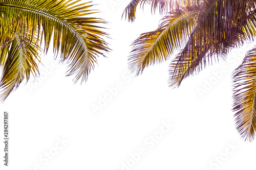 palmes de cocotiers sur fond blanc  © Unclesam