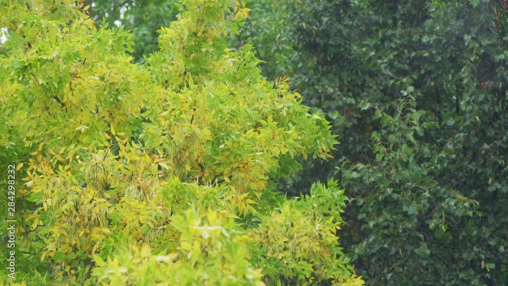 Yellow foliage in early autumn. Rainy day. Bad weather background Yellow foliage in early autumn. Rainy day. Bad weather background