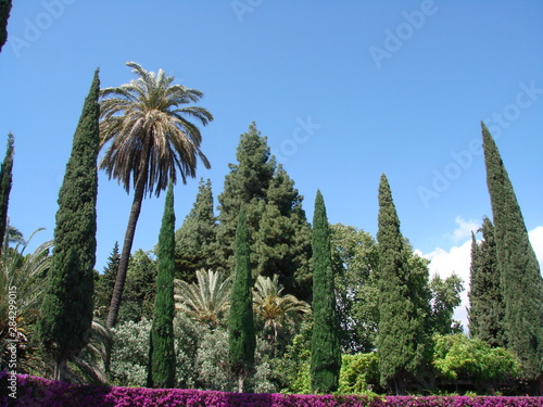 Fotografie masa arborea jardin botanico la concepcion malaga