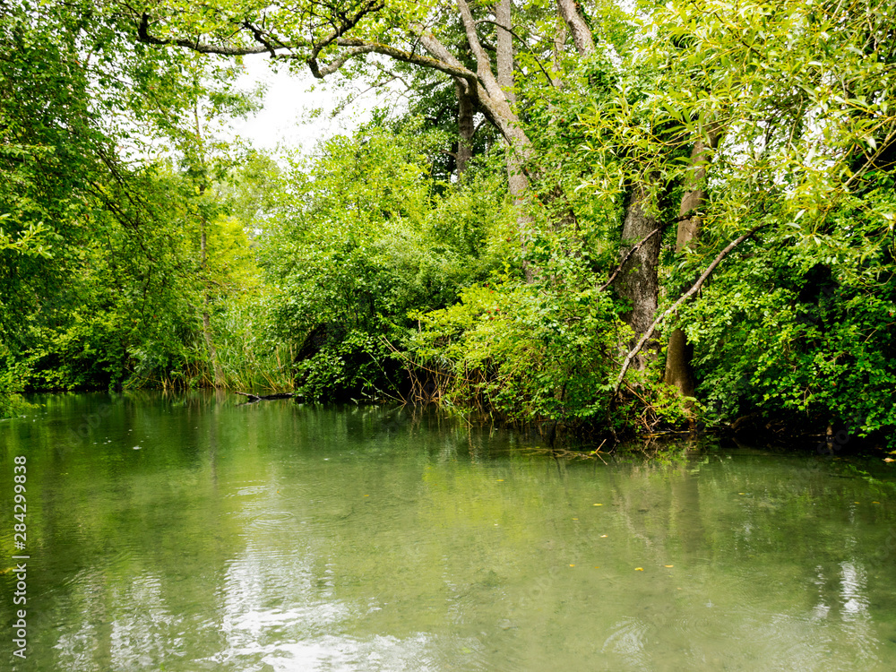 very green river and green forest, rainy summer day very green river and green forest, rainy summer day